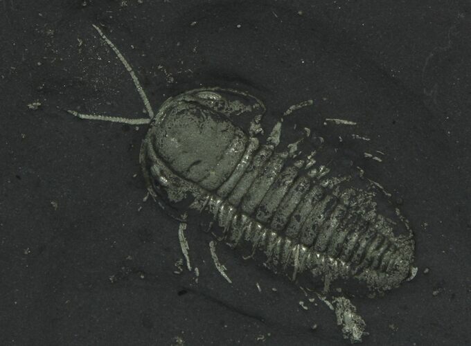 Pyritized Triarthrus Trilobites With Appendages - New York #63282